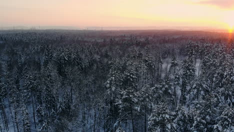 Aerial-flight-of-a-winter-forest.-flying-over-the-snowy-forests-of-the-sun-sets-orange-over-the-white-trees